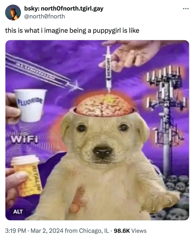 a post reading this is what i imagine being a puppygirl is like, over a dog with a brain diagram